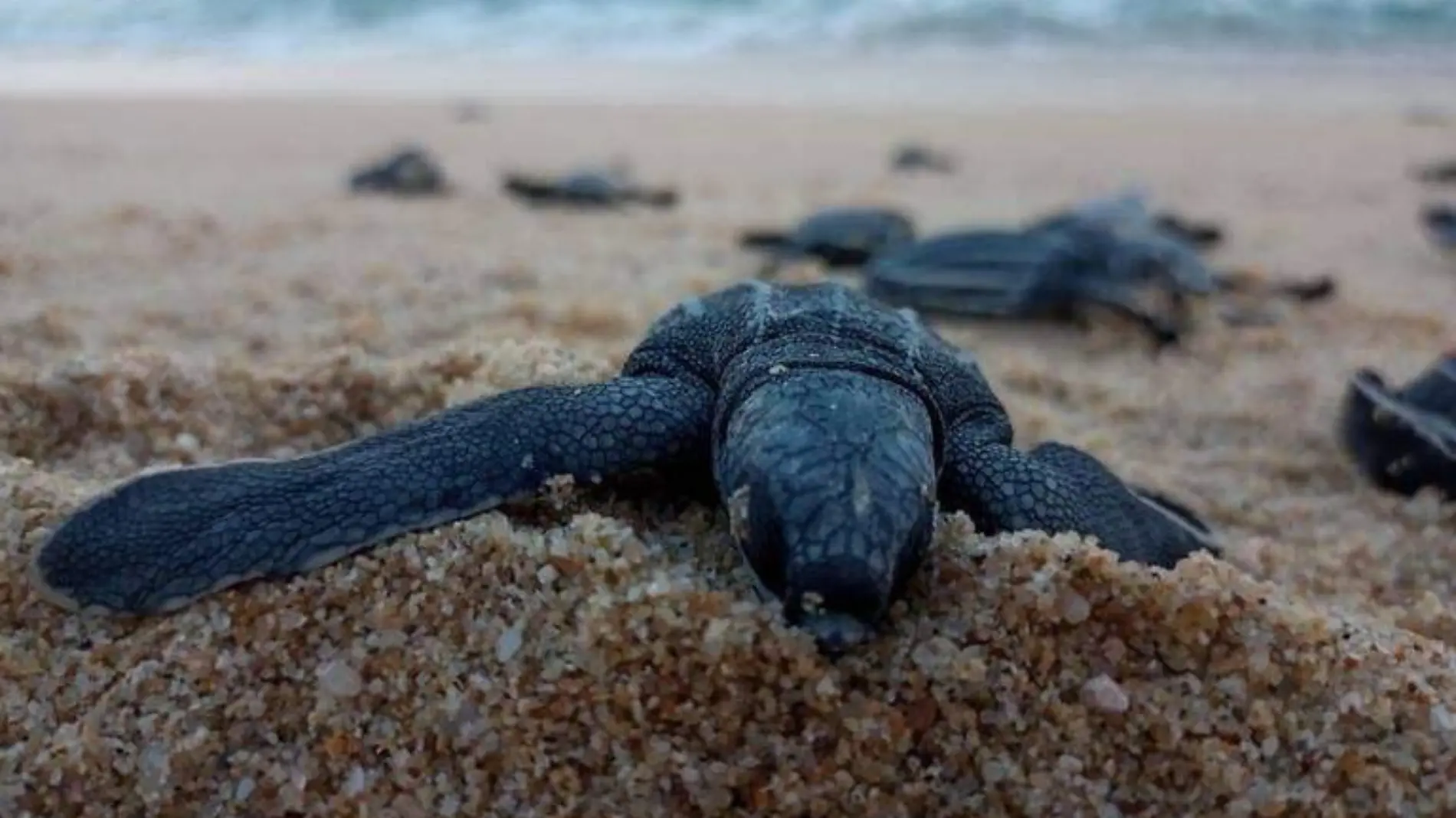 Protegen nidos de tortuga marina